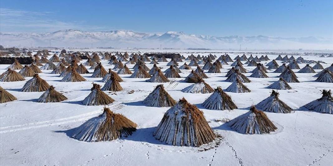 Dondurucu soğuk engel olmuyor, hasat devam ediyor! Bölge halkının gelir kaynağı: “Çocuklarımı bu işle büyütüyorum” 5